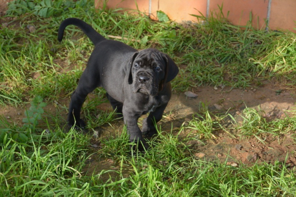 De L'Empire D'Hadrien - Chiot disponible  - Dogue allemand