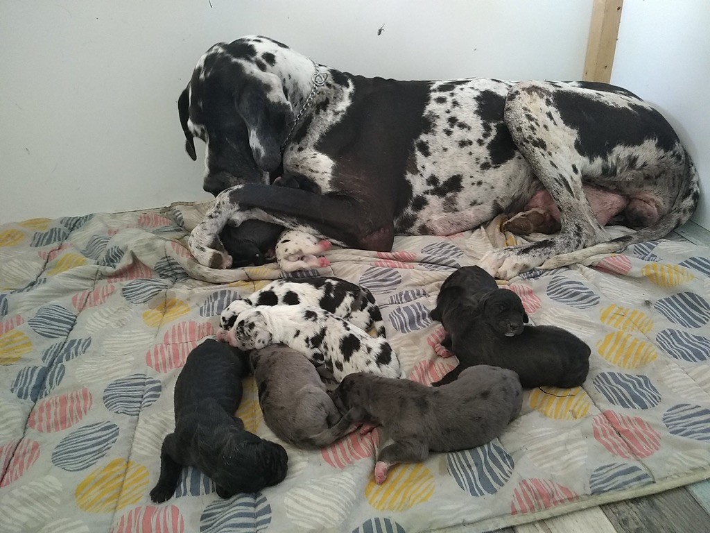 chiot Dogue allemand De L'Empire D'Hadrien