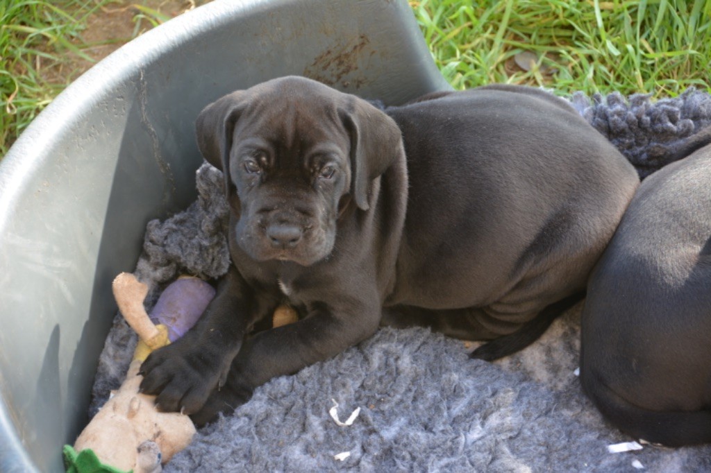 De L'Empire D'Hadrien - Chiot disponible  - Dogue allemand