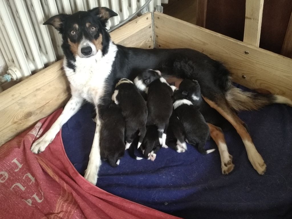 chiot Border Collie De L'Empire D'Hadrien