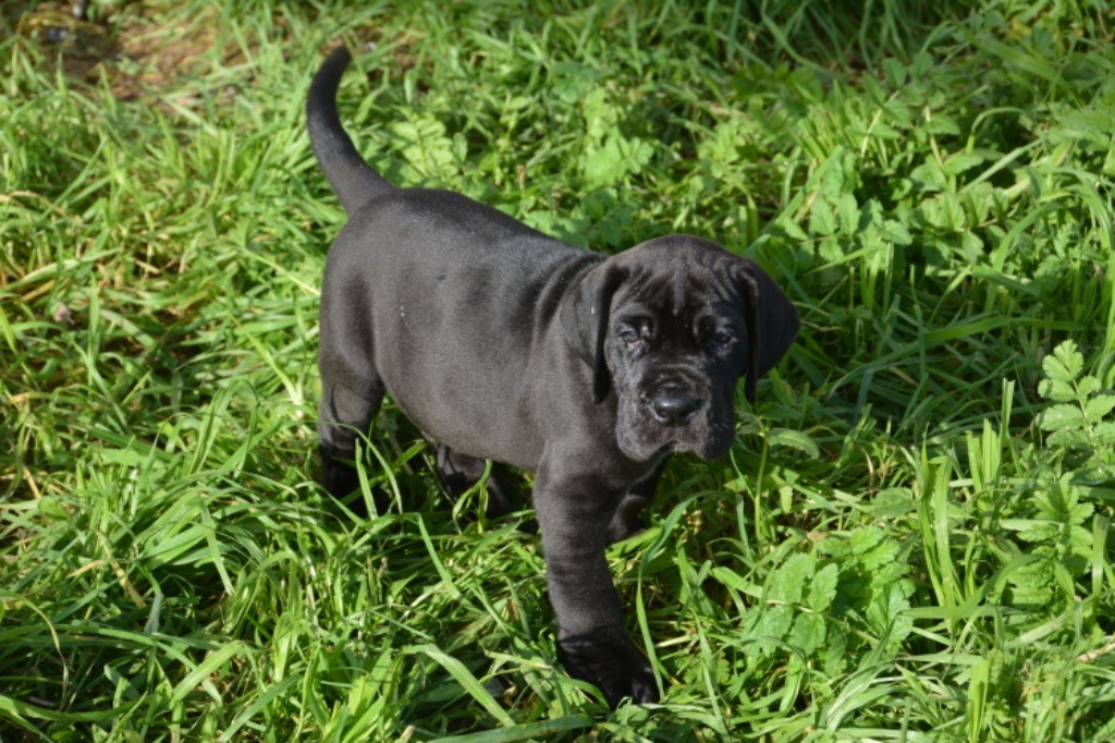 De L'Empire D'Hadrien - Chiot disponible  - Dogue allemand