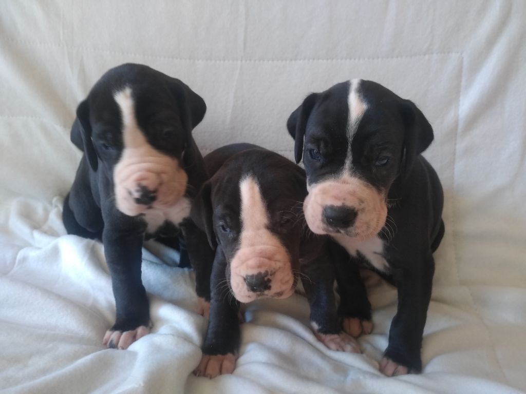 Chiots Never Mind x Linka du domaine de doly