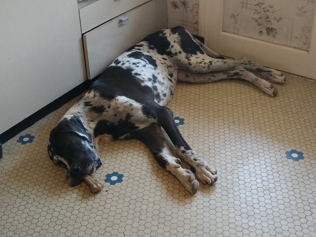 Les chiens au quotidien