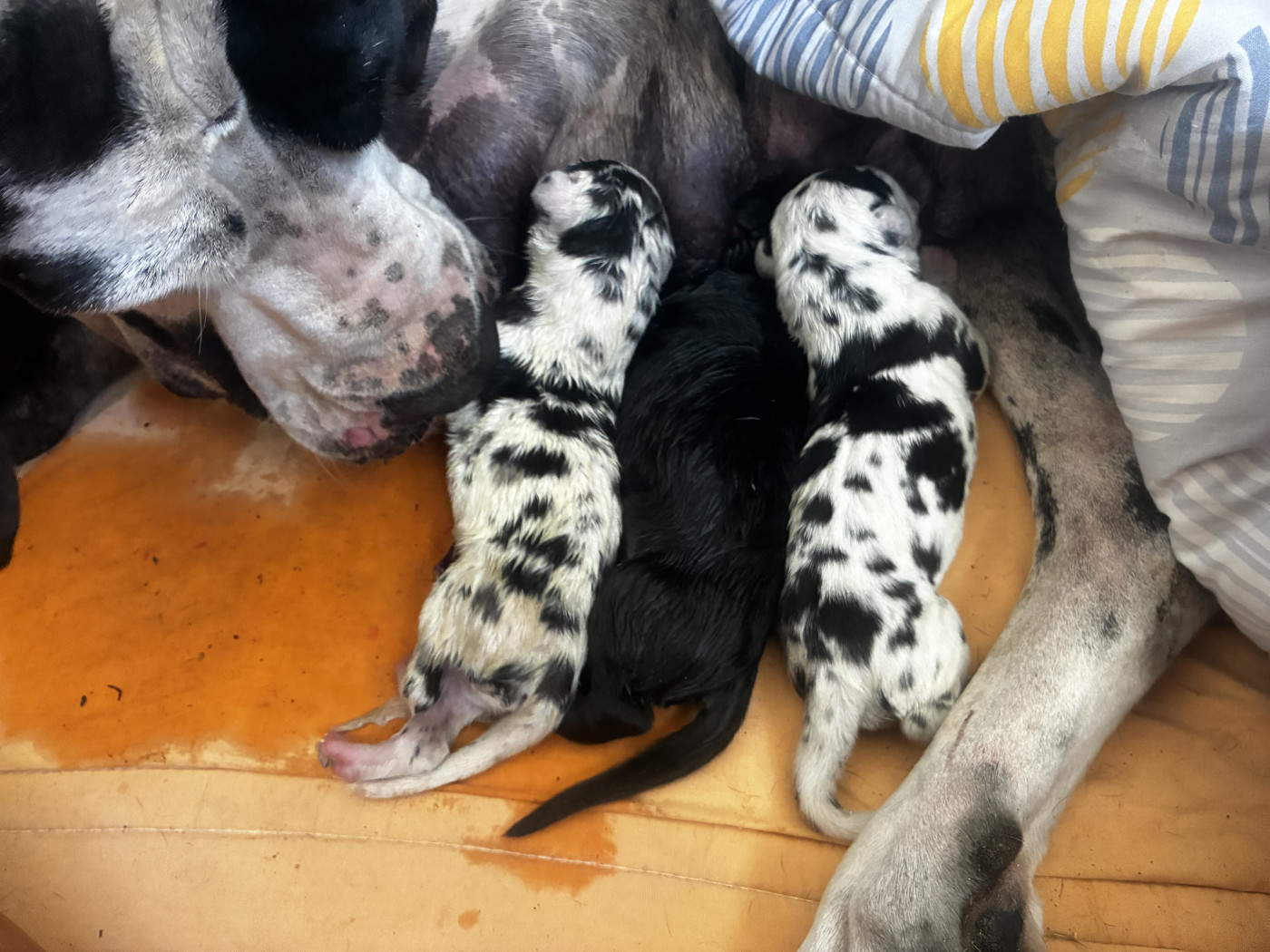 Chiot Dogue allemand De L'Empire D'Hadrien