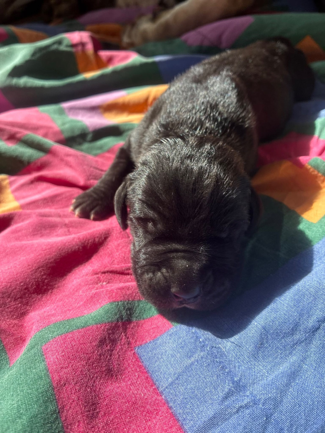 De L'Empire D'Hadrien - Chiots disponibles - Dogue allemand