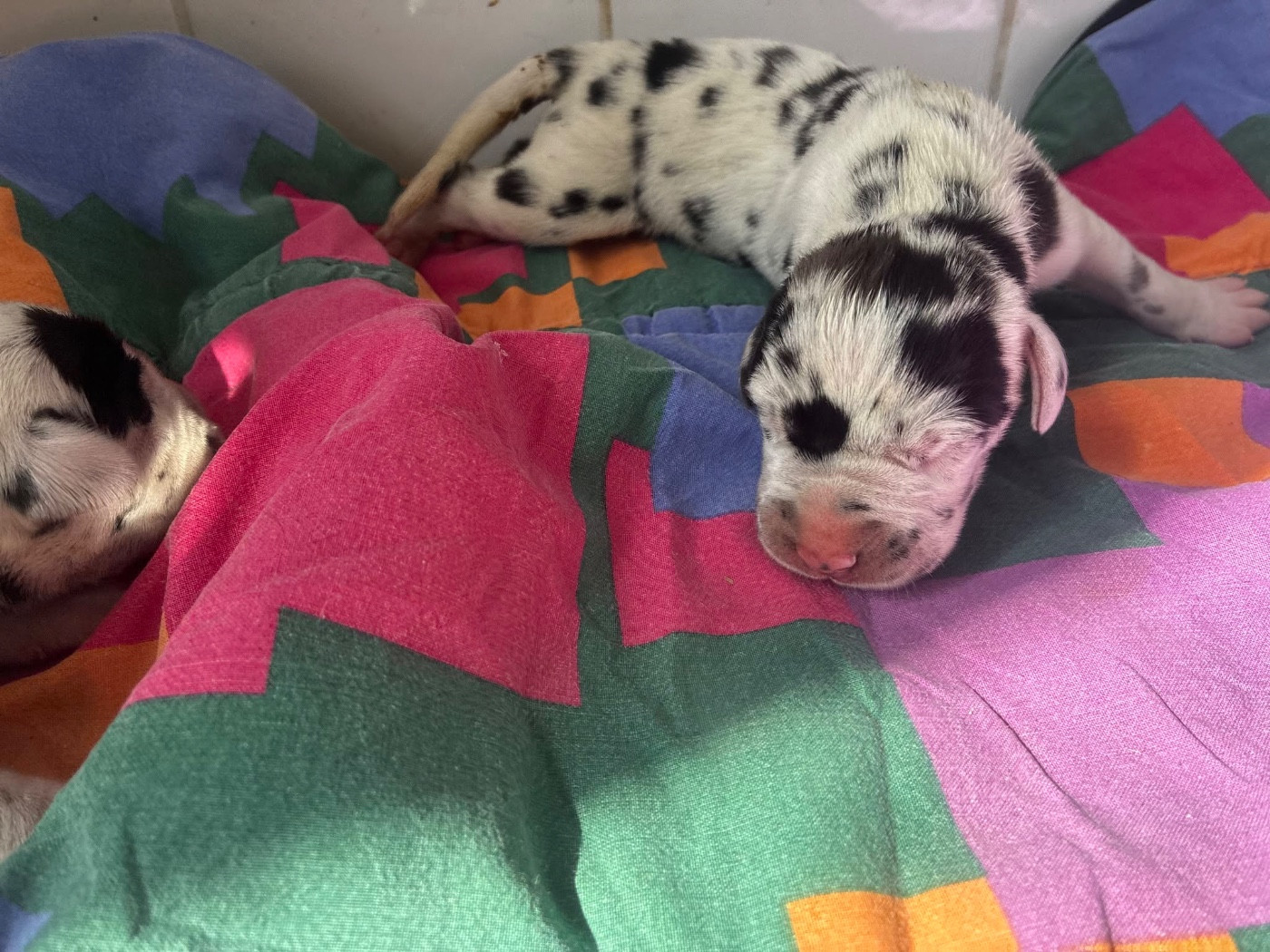 De L'Empire D'Hadrien - Chiots disponibles - Dogue allemand