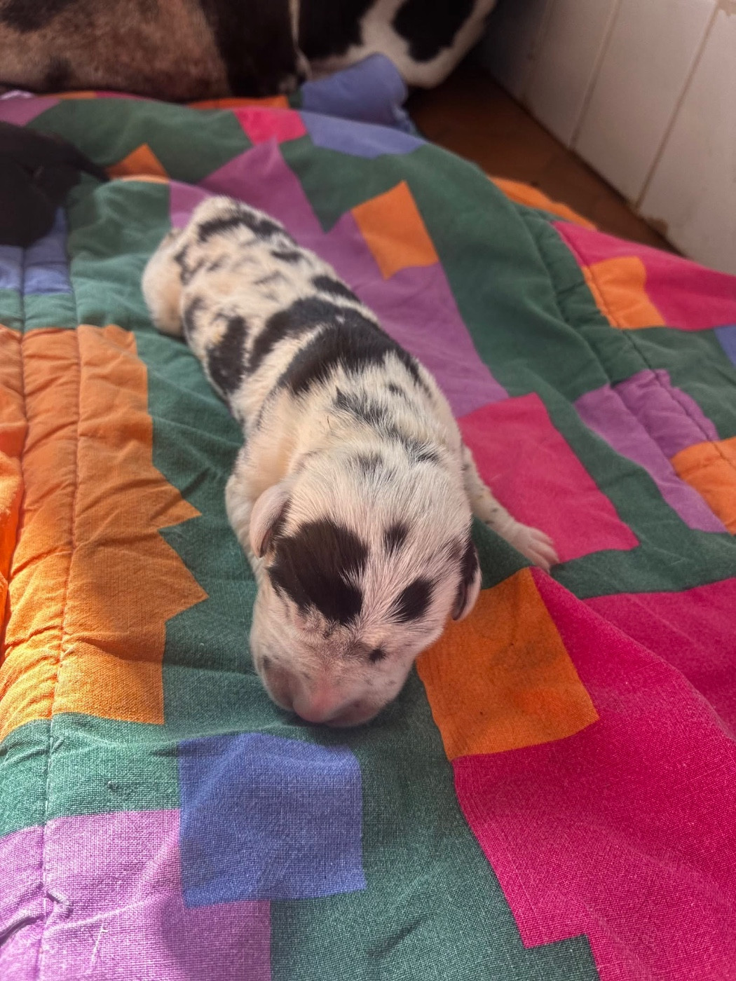De L'Empire D'Hadrien - Chiots disponibles - Dogue allemand