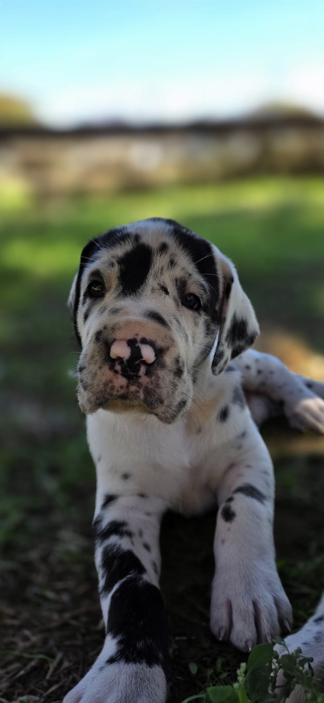 De L'Empire D'Hadrien - Chiots disponibles - Dogue allemand