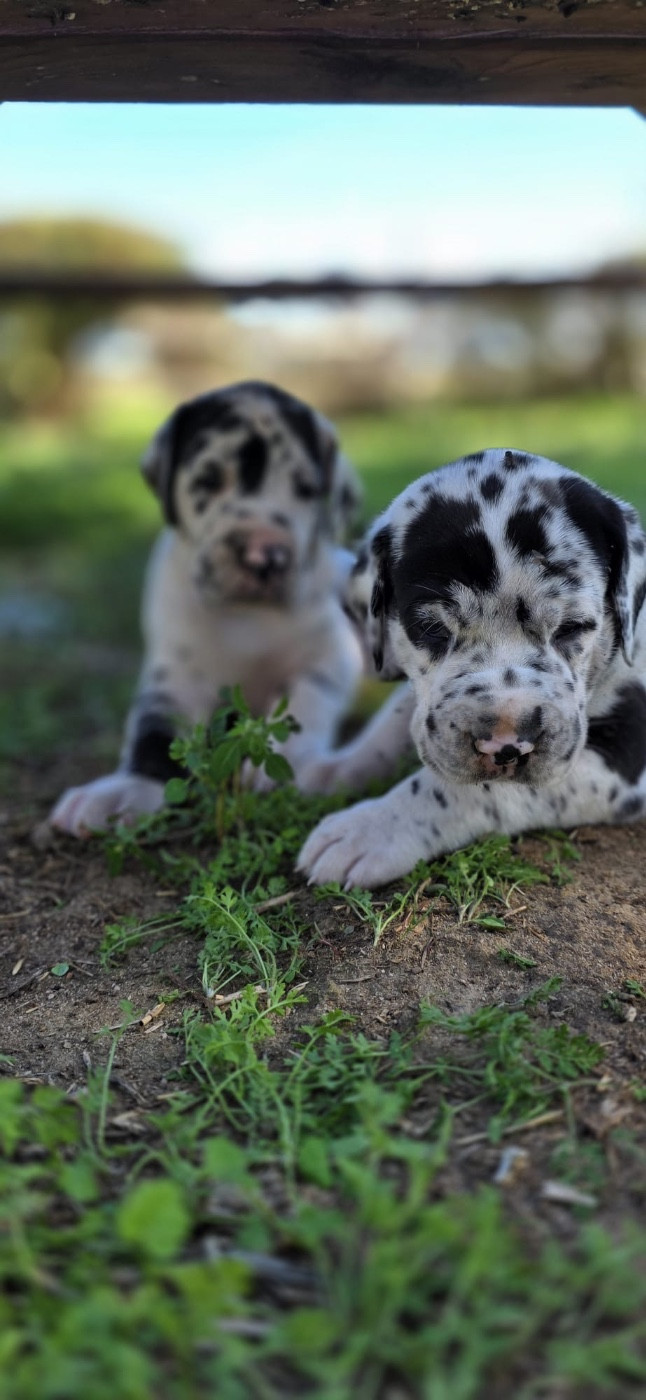 De L'Empire D'Hadrien - Chiots disponibles - Dogue allemand