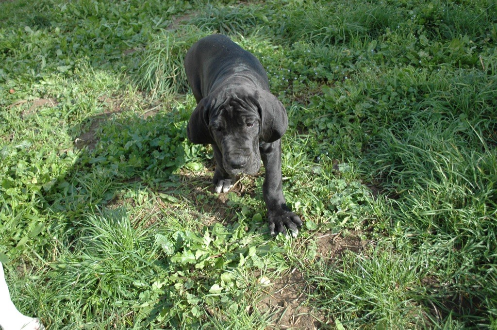 De L'Empire D'Hadrien - Dogue allemand - Portée née le 21/12/2023