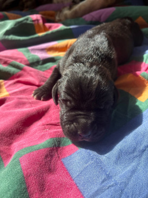 Chiot N°1