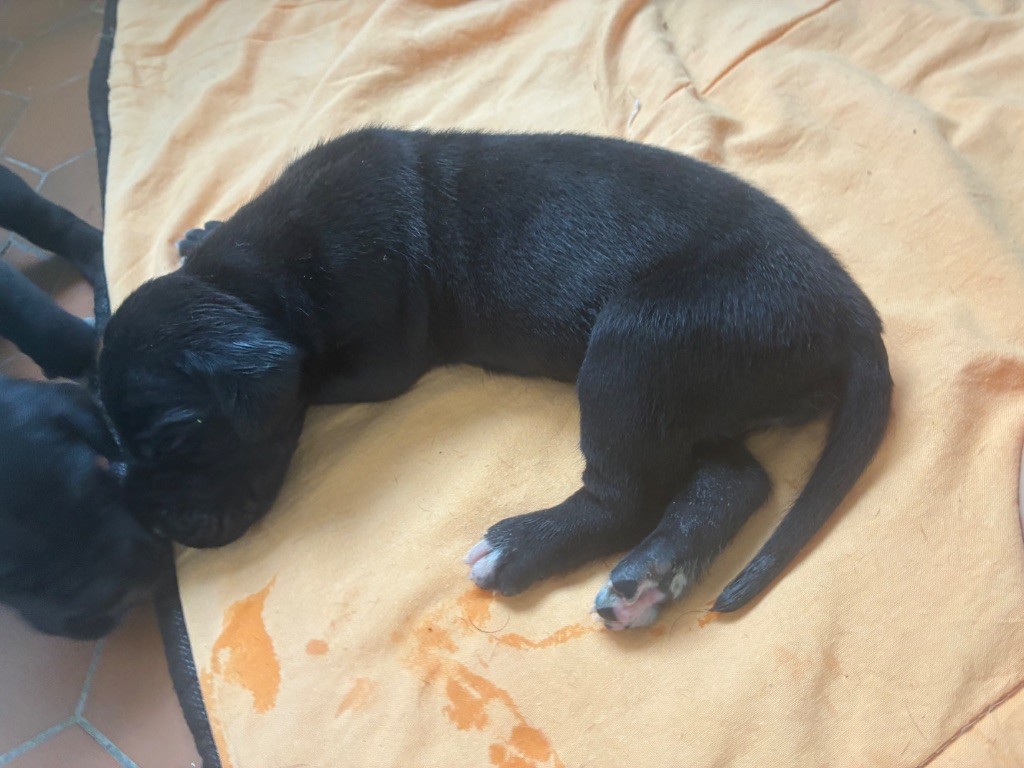 De L'Empire D'Hadrien - Chiots disponibles - Dogue allemand