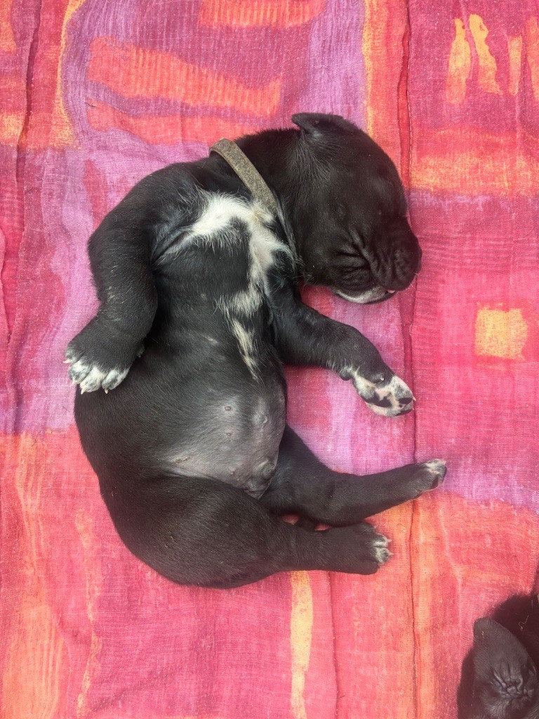 De L'Empire D'Hadrien - Dogue allemand - Portée née le 01/11/2025