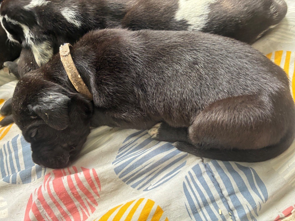 De L'Empire D'Hadrien - Chiots disponibles - Dogue allemand