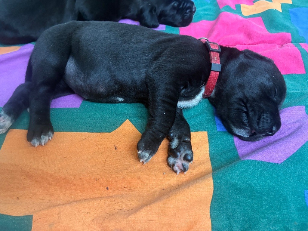 De L'Empire D'Hadrien - Chiots disponibles - Dogue allemand