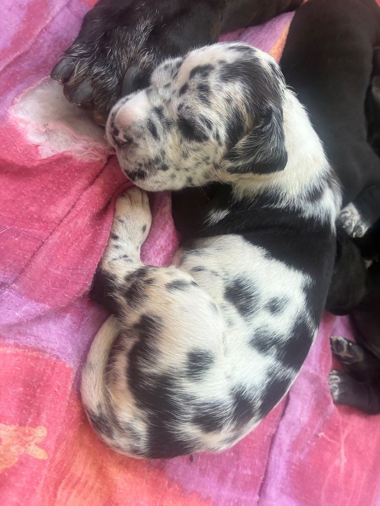 De L'Empire D'Hadrien - Chiots disponibles - Dogue allemand